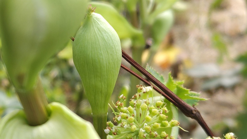 アシタバの花 横浜市旭区中希望が丘