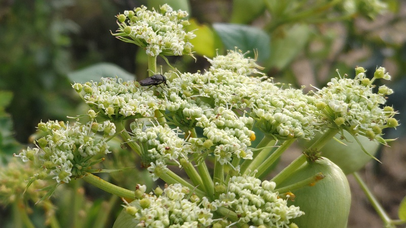 アシタバの花 横浜市旭区中希望が丘
