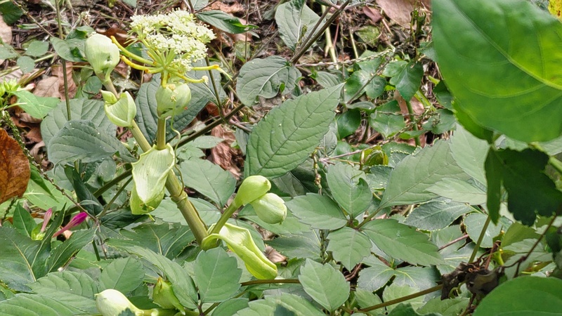 アシタバの花 横浜市旭区中希望が丘