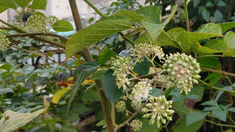 ウドの花 横浜市旭区中希望が丘