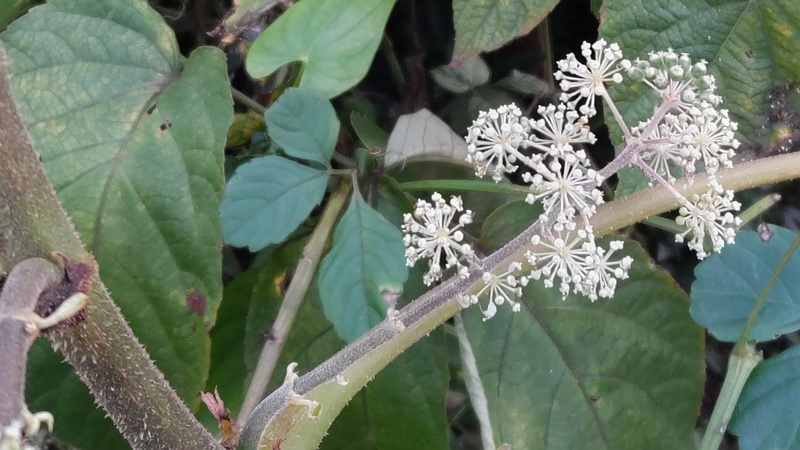 ウドの花 横浜市旭区中希望が丘