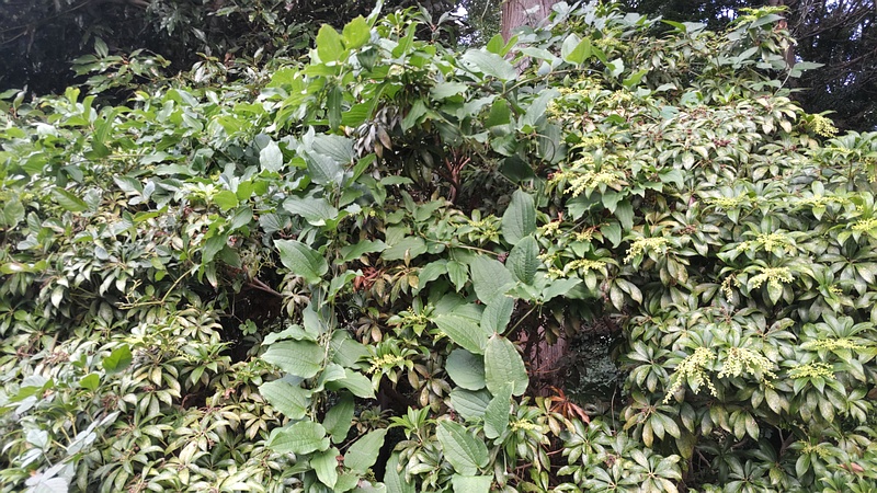 シオデの果実 横浜市瀬谷区長屋門公園