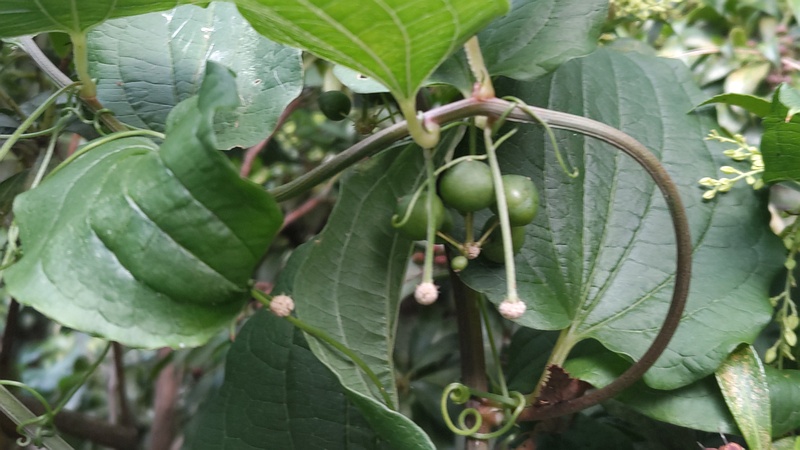 シオデの果実 横浜市瀬谷区長屋門公園