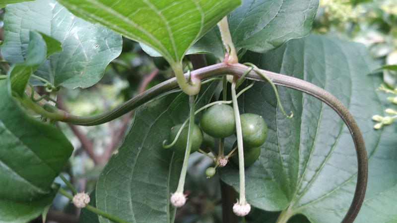シオデの果実 横浜市瀬谷区長屋門公園