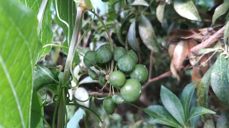 シオデの果実 横浜市瀬谷区長屋門公園