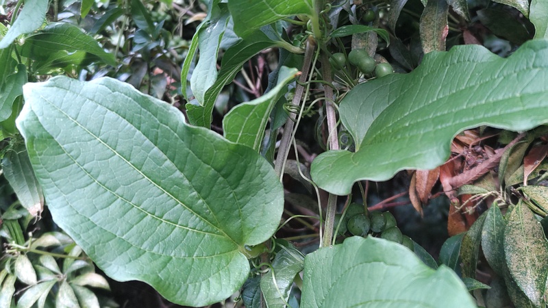 シオデの果実 横浜市瀬谷区長屋門公園