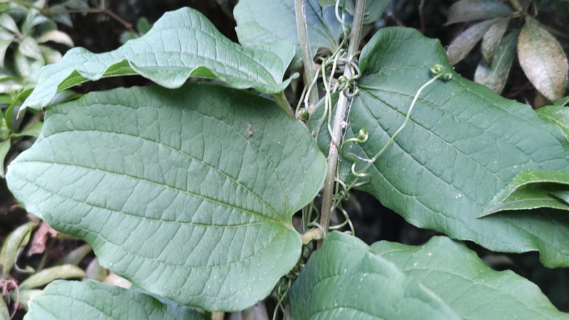シオデの果実 横浜市瀬谷区長屋門公園