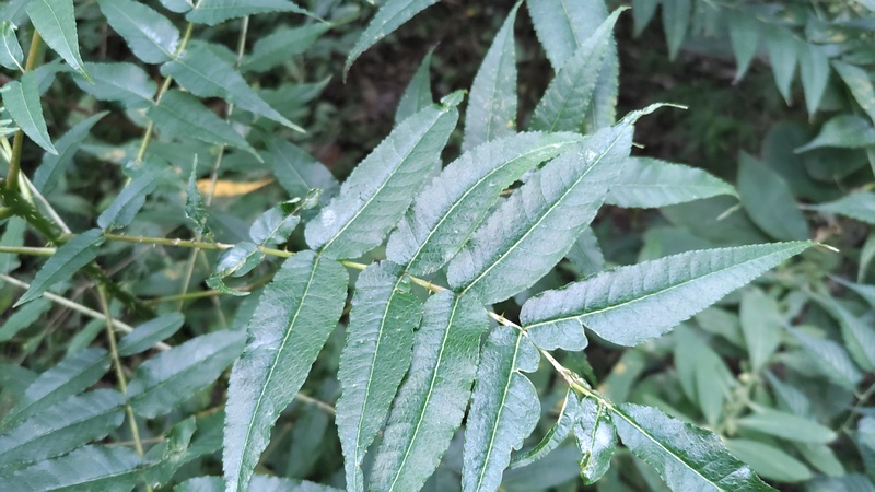 カラスザンショウ 横浜市瀬谷区長屋門公園