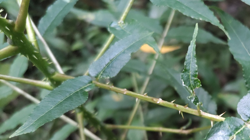 カラスザンショウ 横浜市瀬谷区長屋門公園