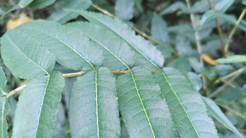 カラスザンショウ 横浜市瀬谷区長屋門公園
