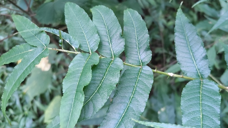 カラスザンショウ 横浜市瀬谷区長屋門公園
