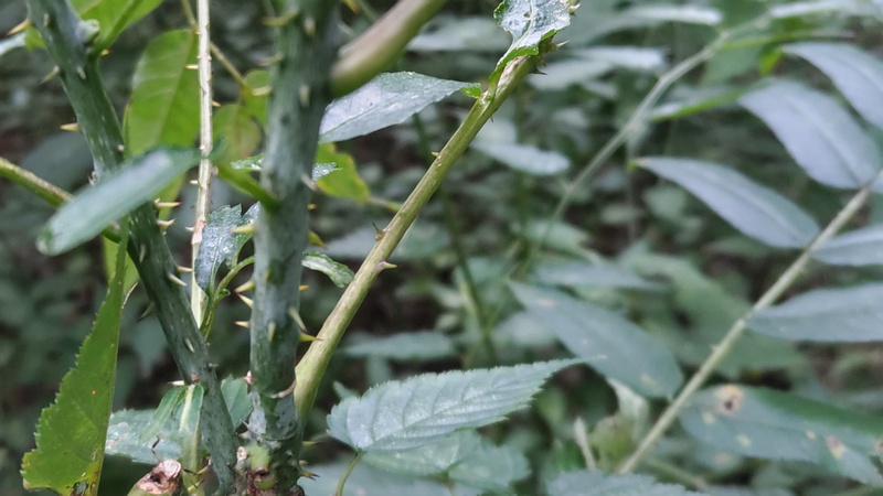 カラスザンショウ 横浜市瀬谷区長屋門公園