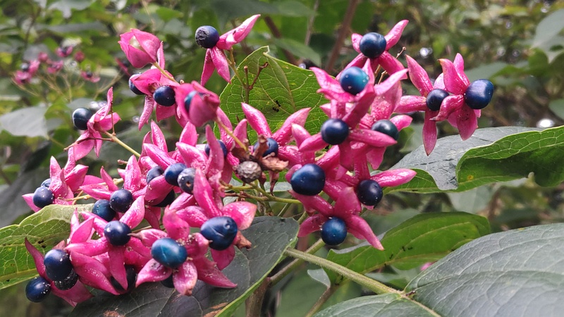 クサギの果実 横浜市瀬谷区長屋門公園