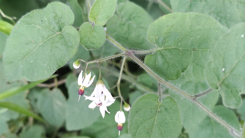 ヒヨドリジョウゴの花 横浜市瀬谷区長屋門公園