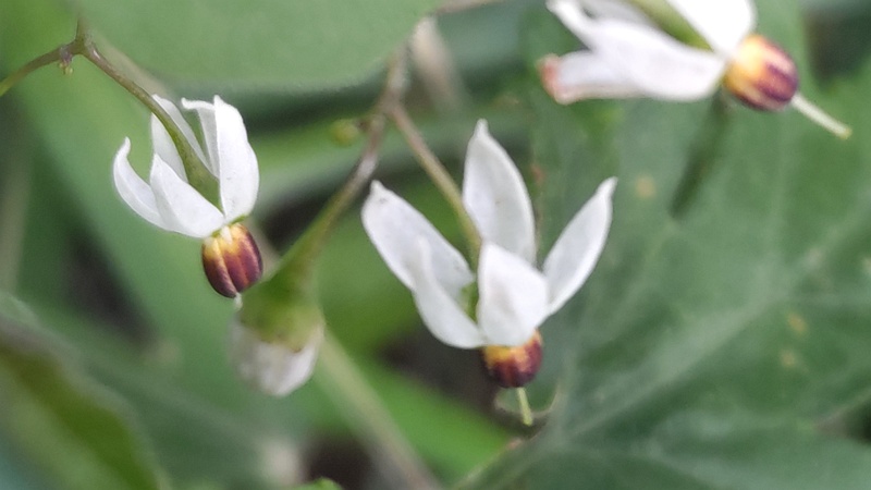 ヒヨドリジョウゴの花 横浜市瀬谷区長屋門公園