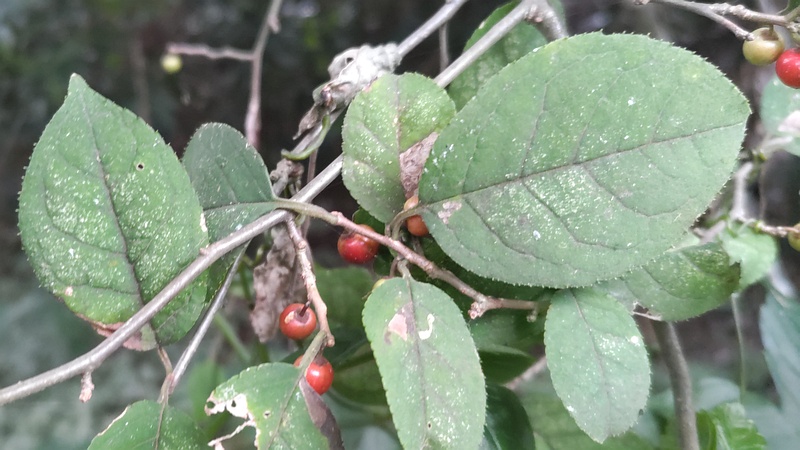 ウメモドキの果実 横浜市瀬谷区長屋門公園