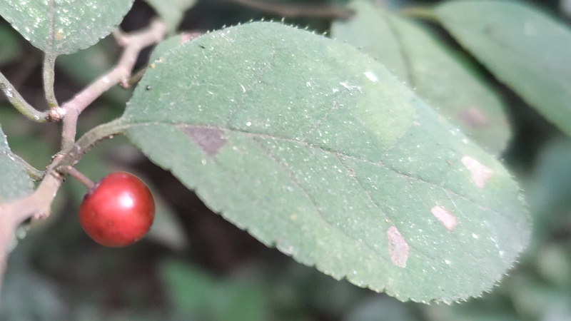 ウメモドキの果実 横浜市瀬谷区長屋門公園