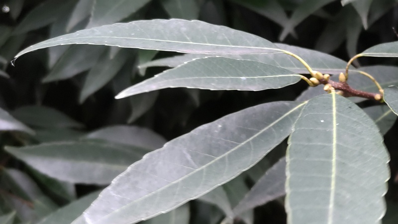 シラカシの芽 横浜市旭区希望が丘水の森公園