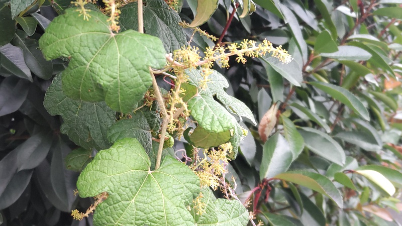 エビヅルの若い果実 横浜市旭区中希望が丘