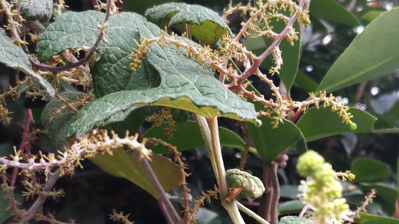 エビヅルの若い果実 横浜市旭区中希望が丘