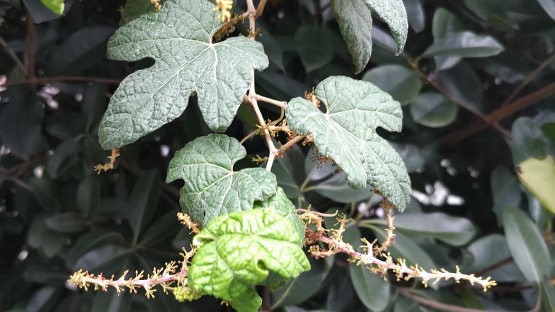 エビヅルの若い果実 横浜市旭区中希望が丘