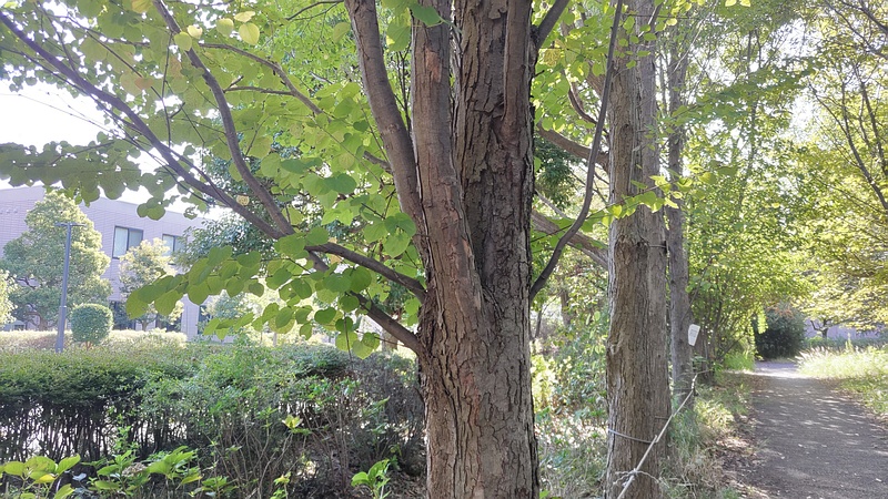 カツラ 川崎市幸区さいわいふるさと公園