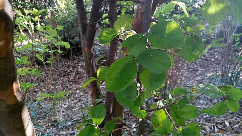カリン 川崎市幸区さいわいふるさと公園