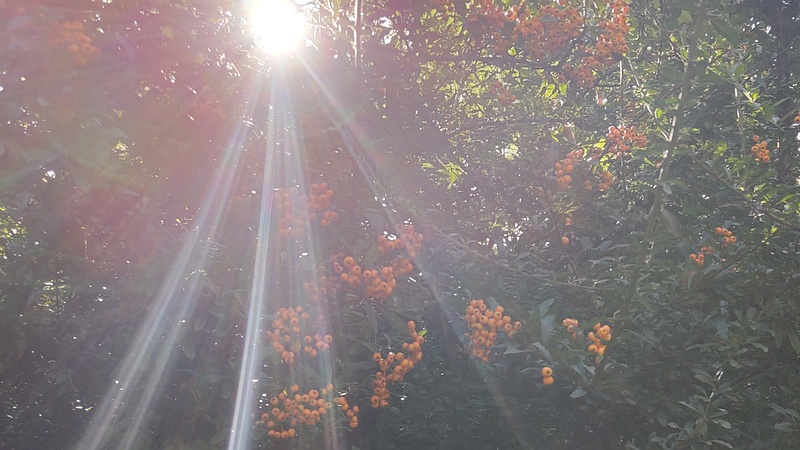タチバナモドキの果実 川崎市幸区さいわいふるさと公園