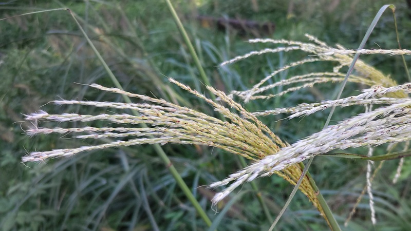 ススキ 川崎市幸区さいわいふるさと公園