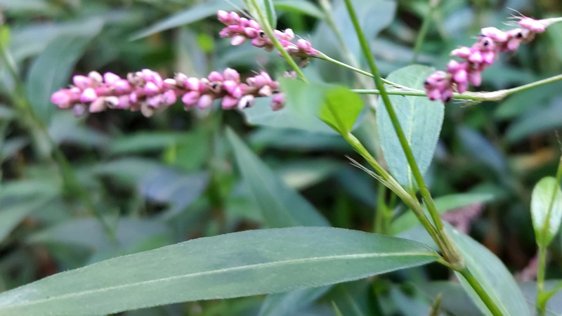 イヌタデの花 川崎市幸区さいわいふるさと公園