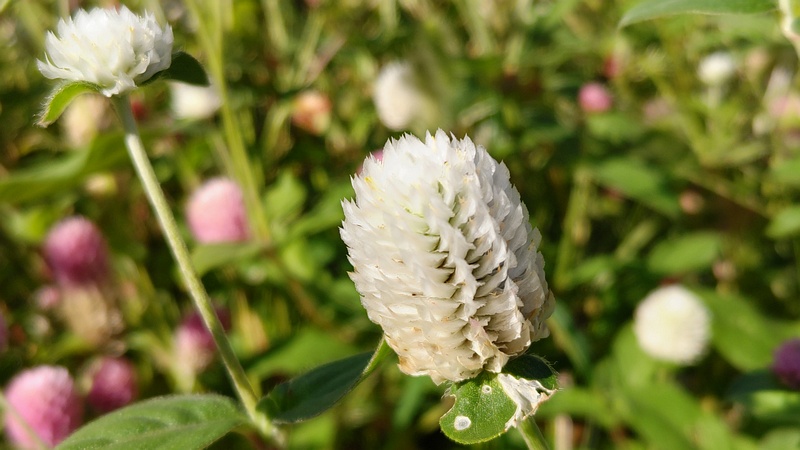 センニチコウの花 川崎市幸区さいわいふるさと公園