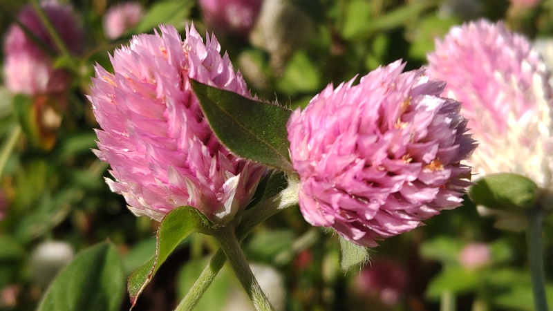 センニチコウの花 川崎市幸区さいわいふるさと公園