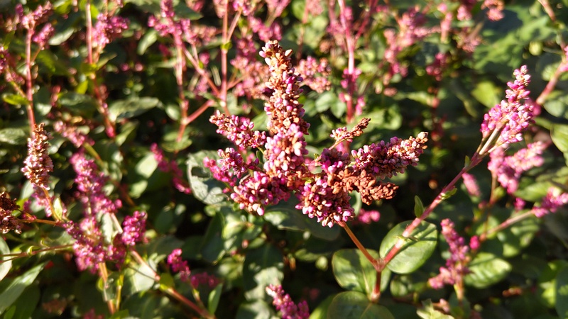オオケタデの花 川崎市幸区さいわいふるさと公園