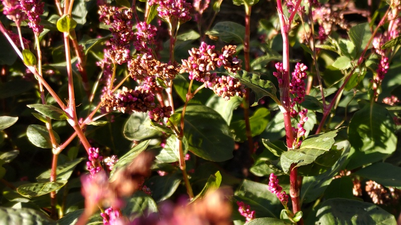オオケタデの花 川崎市幸区さいわいふるさと公園