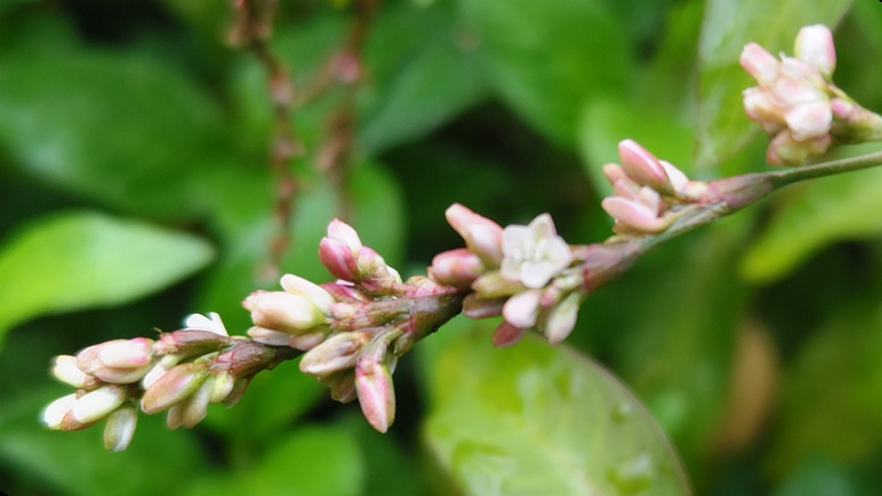 タデアイの花 川崎市幸区さいわいふるさと公園