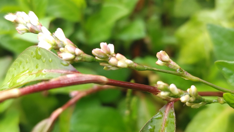 タデアイの花 川崎市幸区さいわいふるさと公園