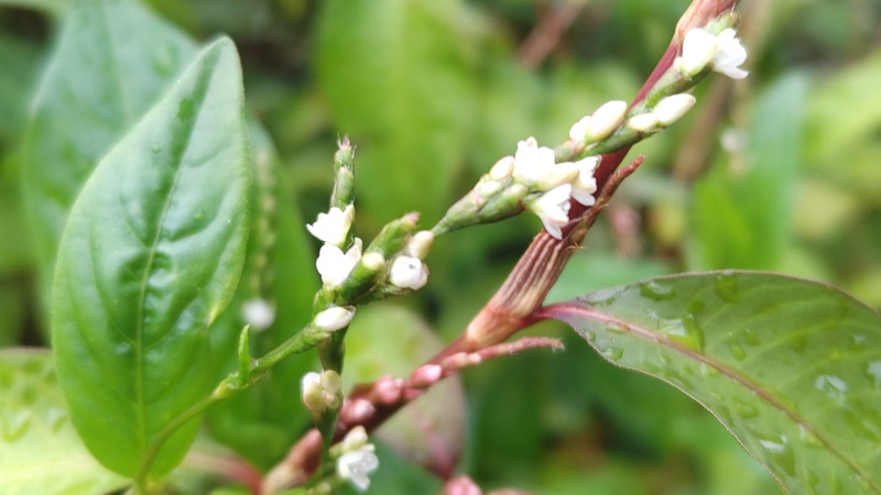 タデアイの花 川崎市幸区さいわいふるさと公園