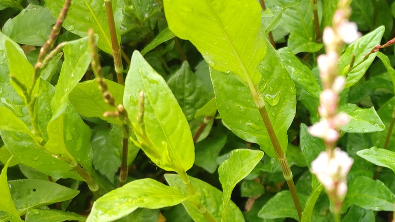 タデアイの花 川崎市幸区さいわいふるさと公園