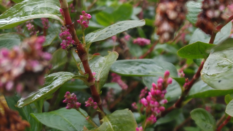 オオケタデの花 川崎市幸区さいわいふるさと公園