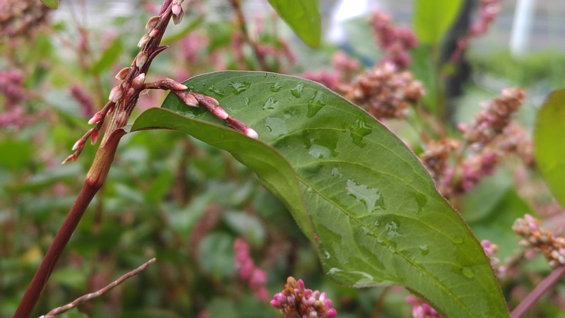 オオケタデの花 川崎市幸区さいわいふるさと公園
