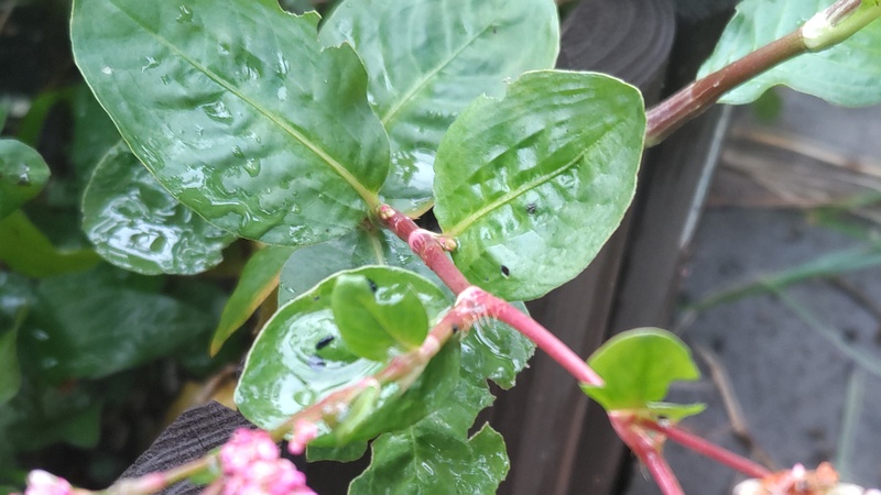 オオケタデの花 川崎市幸区さいわいふるさと公園