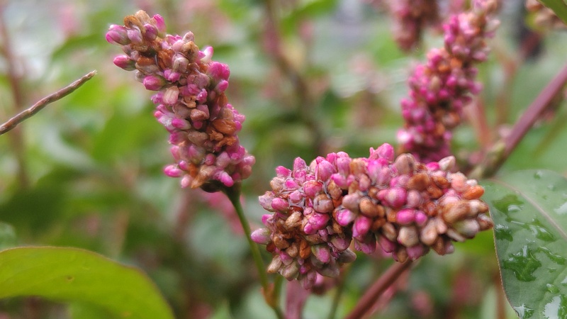 オオケタデの花 川崎市幸区さいわいふるさと公園