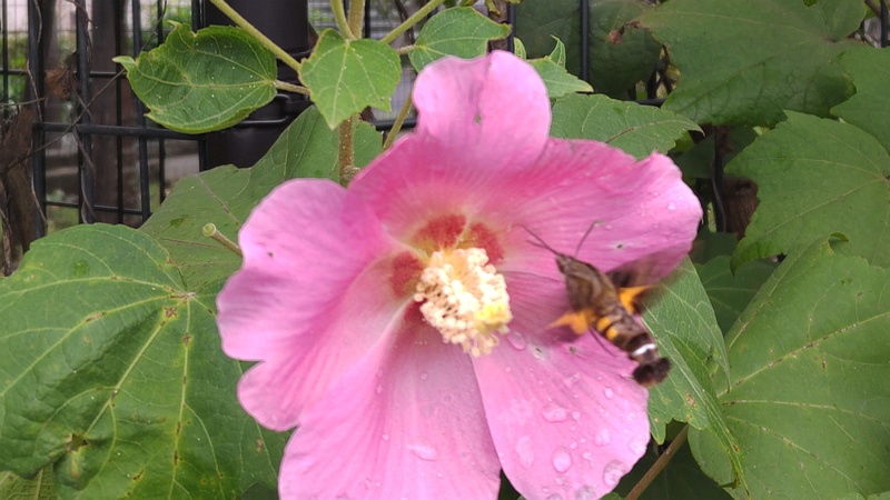 フヨウの花のホシホウジャク 川崎市幸区さいわいふるさと公園