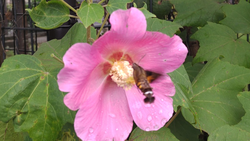 フヨウの花のホシホウジャク 川崎市幸区さいわいふるさと公園
