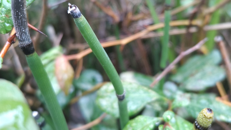 トクサの胞子嚢 川崎市幸区さいわいふるさと公園