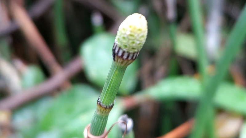 トクサの胞子嚢 川崎市幸区さいわいふるさと公園
