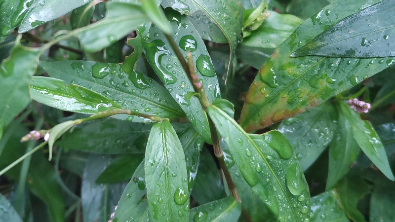 イヌタデの茎 川崎市幸区さいわいふるさと公園