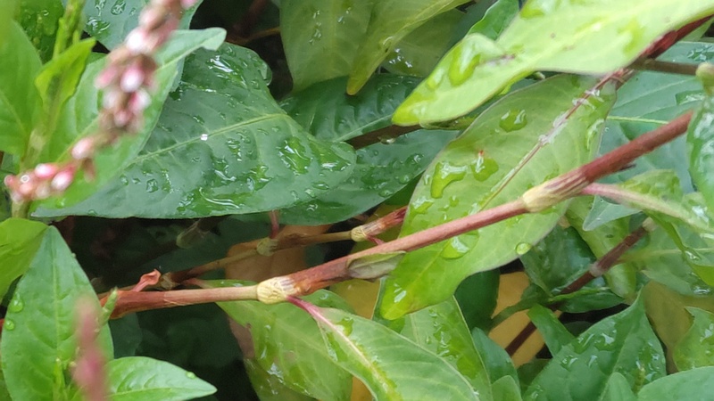 タデアイの茎 川崎市幸区さいわいふるさと公園