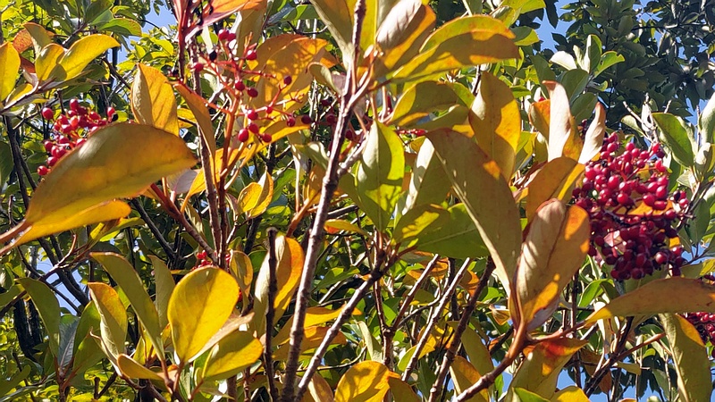 サンゴジュの果実 横浜市旭区今宿町