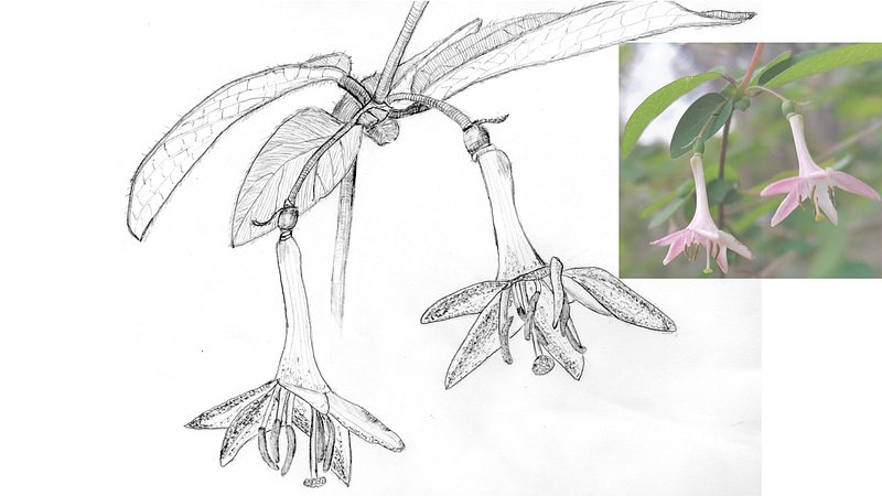 スケッチの練習 川崎市幸区